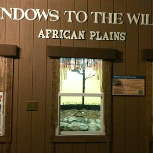 African Creasted Porcupine