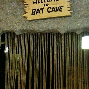 Bats- Flying Fox and Spear-Nosed Bats