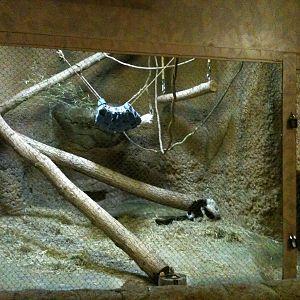 Black annd White Ruffed Lemur