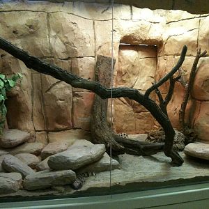 Beaded Lizard/Gilla Monster