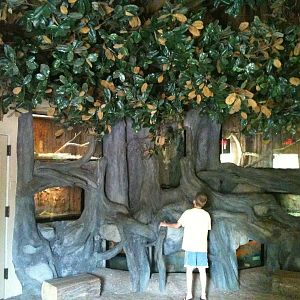 Africa-Treehouse Exhibit