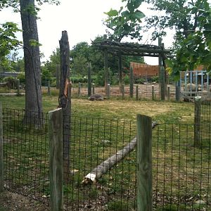 Africa-aldabra tortoise