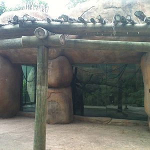 Africa-Colobus Monkey