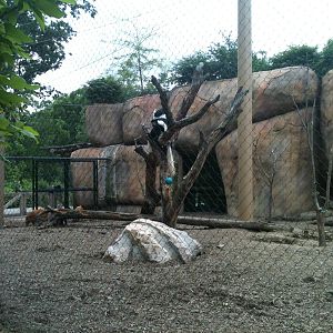 Africa- Colobus Monkey and Red River Hog exhibit