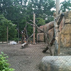 Africa- Colobus Monkey and Red River Hog exhibit