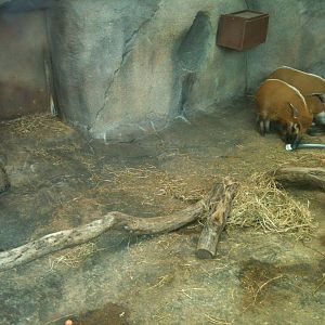 Africa-Red River Hogs