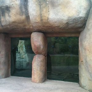 Africa- Red River Hogs