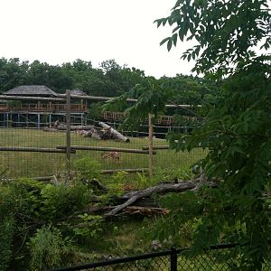 Africa-Giraffe, Thomson's gazelle, Gernuk exhibit.