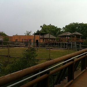 Africa-Giraffe, Thomson's gazelle, Gernuk exhibit.