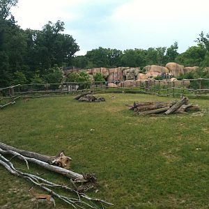 Africa-Giraffe, Thomson's gazelle, Gernuk exhibit.