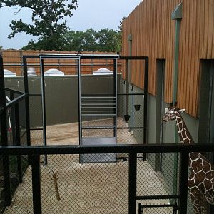 Africa-Giraffe outside the giraffe Barn.