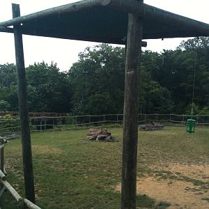 Africa-Giraffe, Thomson's gazelle, Gernuk exhibit.