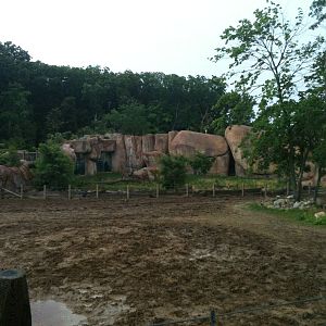 Africa-Rhino and Zebra Yard