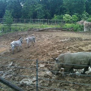 Africa-Rhino and Zebra Yard