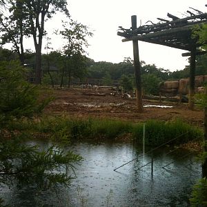 Africa-Rhino and Zebra Yard