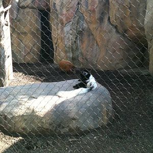 Africa-Colobus Monkey and Red River Hog