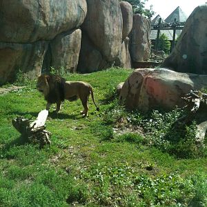 Africa-Lion Exhibit