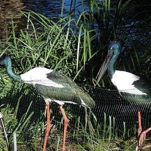 Black-necked Stork