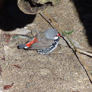 Diamond Firetail