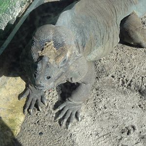 Rhinoceros Iguana