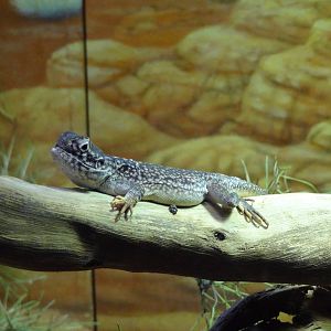 Central Netted Dragon