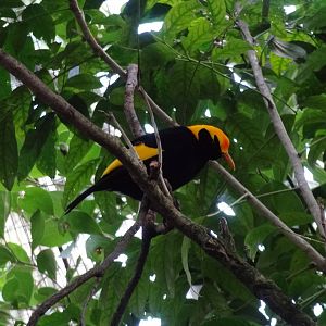 Regent Bowerbird