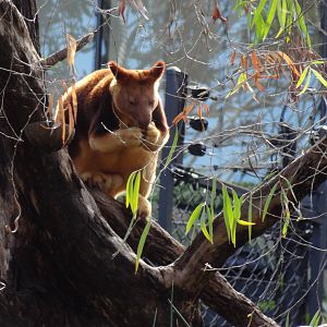 Tree Kangaroo