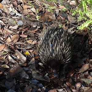 Short-beaked Echidna