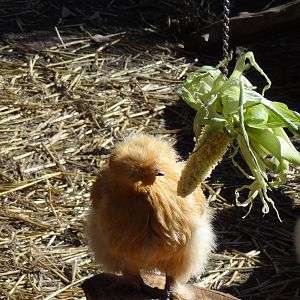 Silkie Bantam