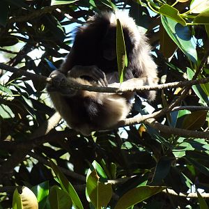 Gibbon