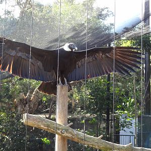 Andean Condor