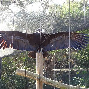 Andean Condor