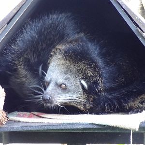 Binturong