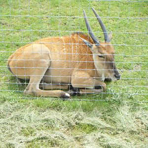 Young female Eland