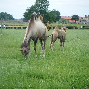 Bactrian Camel calf