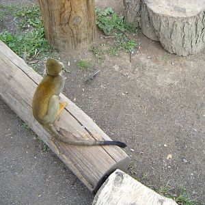Squirrel Monkey - South American Viva