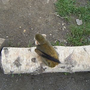 Squirrel Monkey - South American Viva