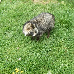 Raccoon Dog
