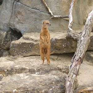 Yellow Mongoose