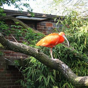 Scarlet Ibis