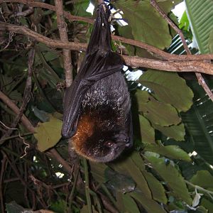 Rodrigues Fruit Bat