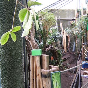 Work on Aviary in the Realm of the Red Ape