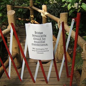 The Butterfly Bridge