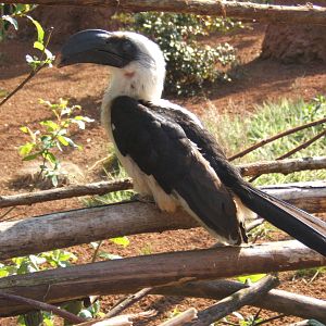Von der Deckens Hornbill female