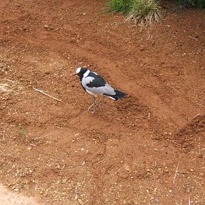Blacksmiths Plover in Tasavo Aviary