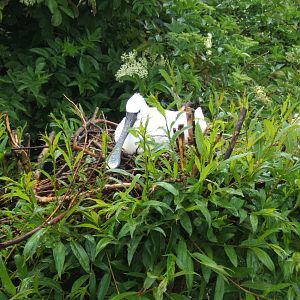 Eurasian Spoonbill on nest