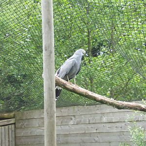 African Harrier Hawk