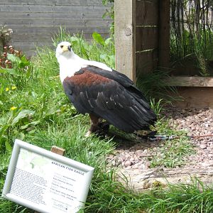 African Fish Eagle