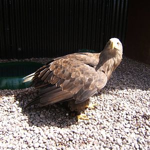 White-tailed Sea Eagle