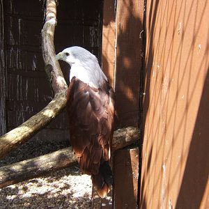 Brahminy Kite